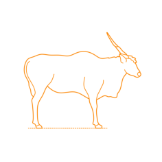 Animals Bovines Common Eland Outline Drawing Svg Vector, Free Vectors File